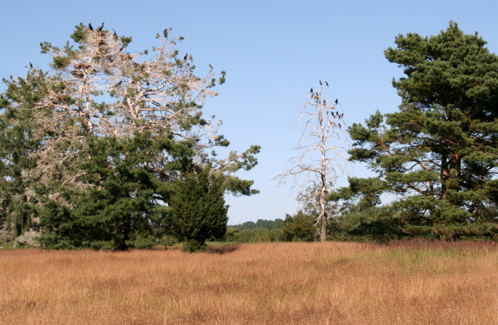 kormorany na siedlisku - zniszczone drzewa przez fekalia