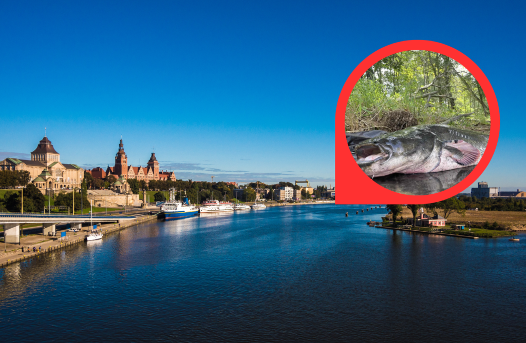 Kolos z Mostu Pionierów – Gigantyczny Sum złowiony w Szczecinie